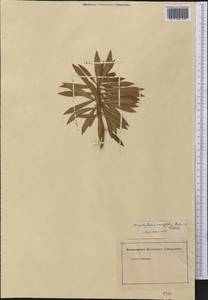 Brachylaena neriifolia (L.) R.Br., America (AMER) (Not classified)