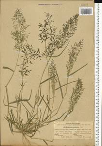 Eragrostis minor Host, Eastern Europe, South Ukrainian region (E12) (Ukraine)