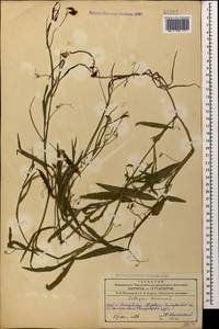Lathyrus annuus L., Caucasus, Azerbaijan (K6) (Azerbaijan)
