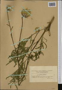 Centaurea orientalis L., Western Europe (EUR) (Romania)