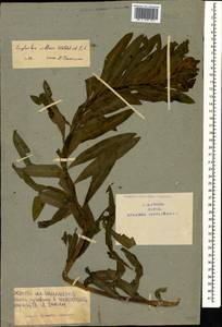 Euphorbia illirica Lam., Caucasus, Armenia (K5) (Armenia)