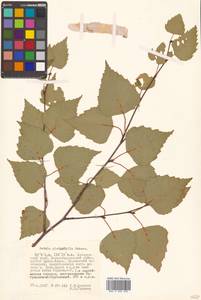 Betula pendula subsp. mandshurica (Regel) Ashburner & McAll., Siberia, Russian Far East (S6) (Russia)