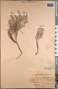 Astragalus testiculatus Pall., Middle Asia, Northern & Central Kazakhstan (M10) (Kazakhstan)