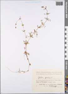 Galium spurium L., Eastern Europe, Lower Volga region (E9) (Russia)