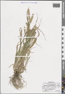 Setaria pumila (Poir.) Roem. & Schult., Eastern Europe, Middle Volga region (E8) (Russia)