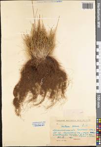 Festuca ovina L., Eastern Europe, Northern region (E1) (Russia)