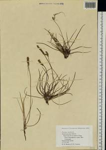 Plantago maritima L., Eastern Europe, North-Western region (E2) (Russia)