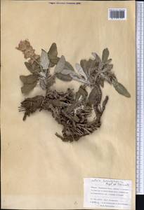Salvia seravschanica Regel & Schmalh., Middle Asia, Pamir & Pamiro-Alai (M2) (Tajikistan)