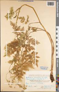 Anthriscus sylvestris (L.) Hoffm., Eastern Europe, North Ukrainian region (E11) (Ukraine)