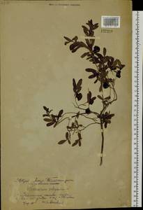 Vaccinium uliginosum L., Siberia, Russian Far East (S6) (Russia)