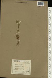 Buglossoides arvensis (L.) I. M. Johnst., Eastern Europe, North Ukrainian region (E11) (Ukraine)