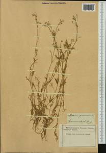 Stellaria graminea L., Western Europe (EUR) (Romania)