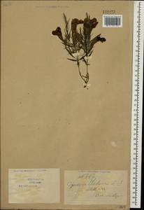 Cymbaria daurica L., Siberia, Baikal & Transbaikal region (S4) (Russia)