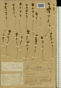 Euphrasia ×vernalis List, Eastern Europe, Central forest region (E5) (Russia)