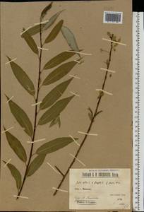 Salix silesiaca Willd., Eastern Europe, Volga-Kama region (E7) (Russia)