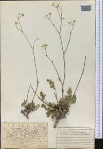 Apiaceae, Middle Asia, Middle Asia (no precise locality) (M0)