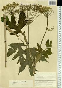 Heracleum dissectum Ledeb., Siberia, Russian Far East (S6) (Russia)