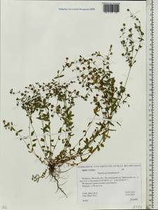 Hypericum humifusum, Eastern Europe, Belarus (E3a) (Belarus)