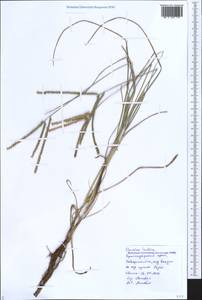 Eleusine indica (L.) Gaertn., Caucasus, Black Sea Shore (from Novorossiysk to Adler) (K3) (Russia)