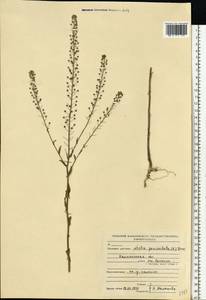 Neslia paniculata (L.) Desv., Eastern Europe, North-Western region (E2) (Russia)