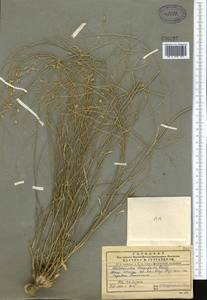 Lepidium longifolium (Boiss.) Al-Shehbaz, Middle Asia, Pamir & Pamiro-Alai (M2)