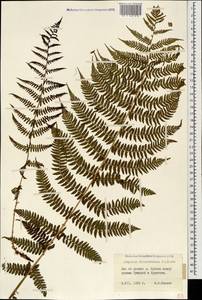 Athyrium filix-femina (L.) Roth, Caucasus, Stavropol Krai, Karachay-Cherkessia & Kabardino-Balkaria (K1b) (Russia)