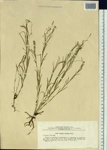 Polygala tenuifolia Willd., Siberia, Russian Far East (S6) (Russia)