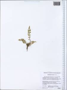 Asplenium incisum Thunb., Siberia, Russian Far East (S6) (Russia)