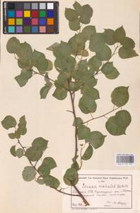 Prunus mahaleb L., Eastern Europe, Moldova (E13a) (Moldova)