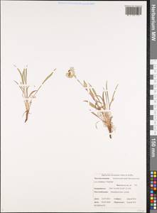 Bupleurum triradiatum Adams ex Hoffm., Siberia, Chukotka & Kamchatka (S7) (Russia)