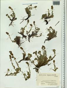 Artemisia argyrophylla Ledeb., Siberia, Altai & Sayany Mountains (S2) (Russia)