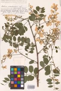 Robinia pseudoacacia L., Eastern Europe, Lower Volga region (E9) (Russia)
