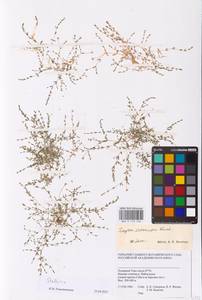 Stellaria, Siberia, Western Siberia (S1) (Russia)