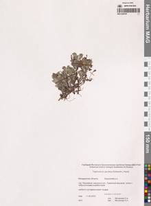 Tephroseris jacutica (Schischk.) Holub, Siberia, Chukotka & Kamchatka (S7) (Russia)