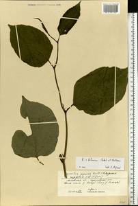 Reynoutria × bohemica Chrtek & Chrtková, Eastern Europe, Moscow region (E4a) (Russia)