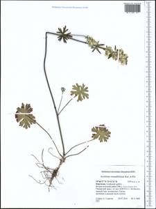 Aconitum rotundifolium Kar. & Kir., Middle Asia, Pamir & Pamiro-Alai (M2) (Kyrgyzstan)
