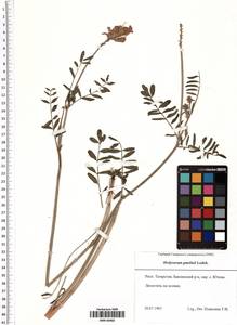 Hedysarum gmelinii Ledeb., Eastern Europe, Middle Volga region (E8) (Russia)