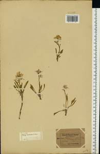 Parrya nudicaulis (L.) Regel, Eastern Europe, Northern region (E1) (Russia)