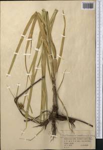 Bolboschoenus maritimus (L.) Palla, Middle Asia, Northern & Central Kazakhstan (M10) (Kazakhstan)