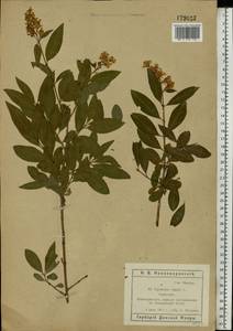 Ligustrum vulgare L., Eastern Europe, Rostov Oblast (E12a) (Russia)