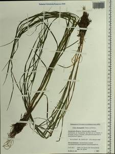 Carex drymophila Turcz., Siberia, Russian Far East (S6) (Russia)