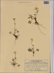 Ranunculus propinquus subsp. subborealis (Tzvelev) Kuvaev, Western Europe (EUR) (Svalbard and Jan Mayen)
