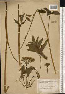 Aegopodium podagraria L., Eastern Europe, Central forest-and-steppe region (E6) (Russia)