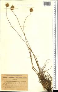 Alopecurus textilis Boiss., Caucasus, Georgia (K4) (Georgia)
