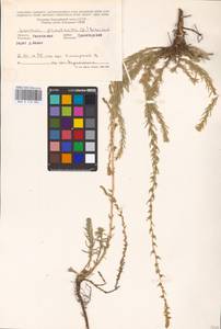 Bassia prostrata (L.) Beck, Eastern Europe, Rostov Oblast (E12a) (Russia)