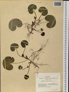 Asarum europaeum L., Siberia, Altai & Sayany Mountains (S2) (Russia)