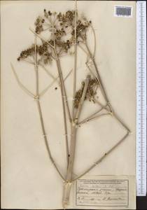 Ferula kelleri Koso-Pol., Middle Asia, Northern & Central Tian Shan (M4) (Kyrgyzstan)