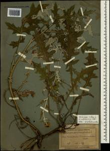 Echinops ritro subsp. ruthenicus (M. Bieb.) Nyman, Crimea (KRYM) (Russia)