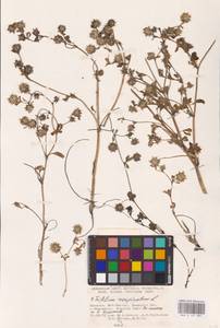 Trifolium resupinatum L., Eastern Europe, South Ukrainian region (E12) (Ukraine)