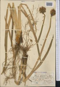 Allium semenovii Regel, Middle Asia, Western Tian Shan & Karatau (M3) (Kyrgyzstan)